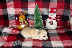Whimsey - Chihuahua for sale