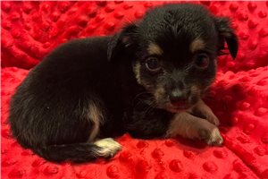 Johnny - Chihuahua for sale