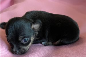 Stacia - puppy for sale