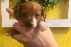 Britt - puppy for sale