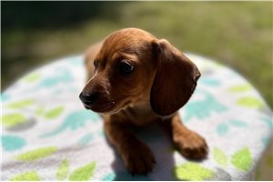 Kirk - puppy for sale