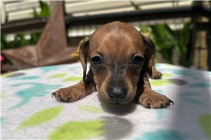 Kara - puppy for sale