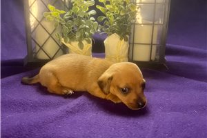 Fortuna - puppy for sale
