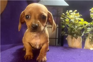 Betsy - Dachshund, Mini for sale