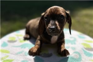 Killian - puppy for sale