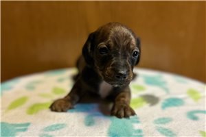 Killian - puppy for sale