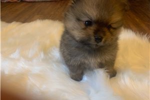 Finn - Pomeranian for sale