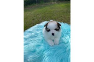 Sterling - Pomeranian for sale