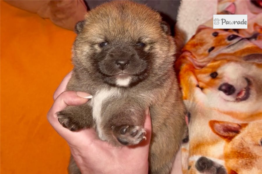 Nathan, male Shiba Inu puppy for sale