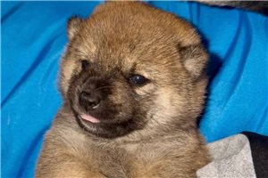 Cara - puppy for sale