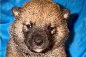 Chuck - puppy for sale