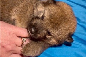 Chopper - Shiba Inu for sale