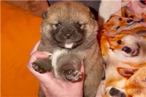Nathan - Shiba Inu for sale