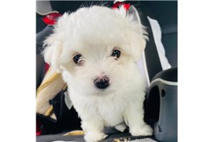 Snowball - Maltese for sale