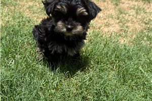 Pilot - Yorkshire Terrier - Yorkie for sale