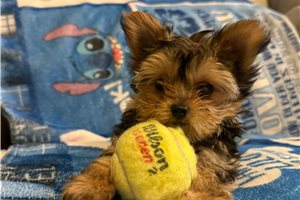 Pint - Yorkshire Terrier - Yorkie for sale