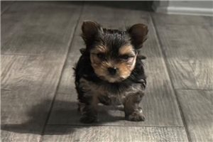 Pint - Yorkshire Terrier - Yorkie for sale