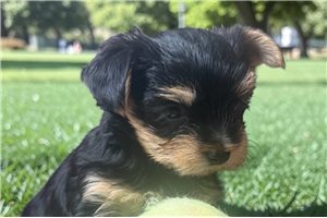 Piper - Yorkshire Terrier - Yorkie for sale