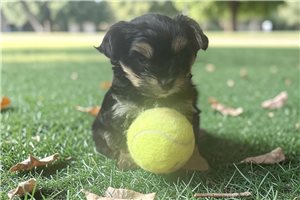 Pilot - Yorkshire Terrier - Yorkie for sale