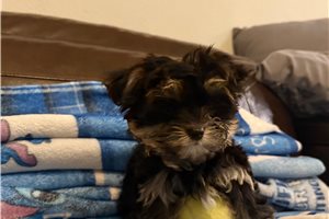 Pilot - Yorkshire Terrier - Yorkie for sale