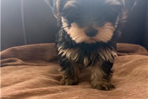 Piper - Yorkshire Terrier - Yorkie for sale
