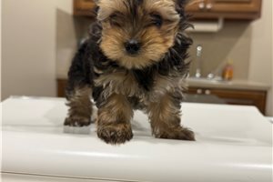 Pint - Yorkshire Terrier - Yorkie for sale