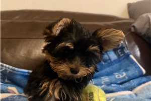 Piper - Yorkshire Terrier - Yorkie for sale