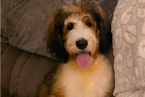 Vicki - Bernedoodle for sale