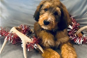 Voltage - Bernedoodle for sale