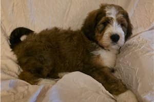 Vernon - Bernedoodle for sale