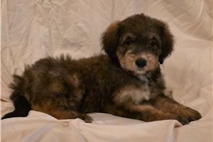 Valerie - puppy for sale