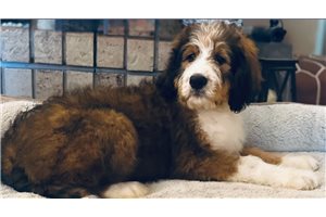Vicki - Bernedoodle for sale