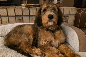 Voltage - puppy for sale