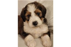 Kass - Bernedoodle for sale