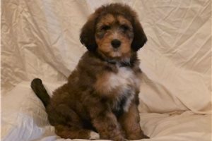 Vanna - puppy for sale