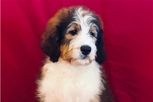 Vicki - puppy for sale