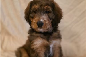 Voltage - Bernedoodle for sale