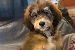 Valerie - puppy for sale