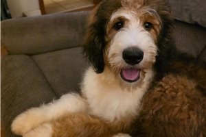 Vicki - Bernedoodle for sale