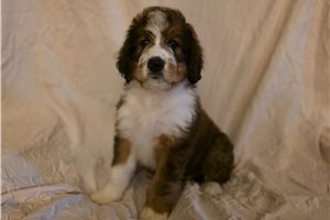 Vicki - Bernedoodle for sale