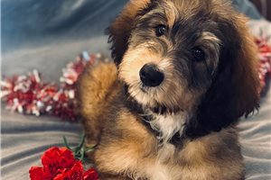 Valerie - Bernedoodle for sale