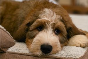 Vernon - Bernedoodle for sale