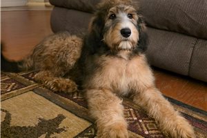 Valerie - Bernedoodle for sale