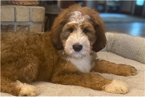 Vernon - Bernedoodle for sale