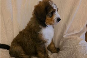 Vernon - Bernedoodle for sale