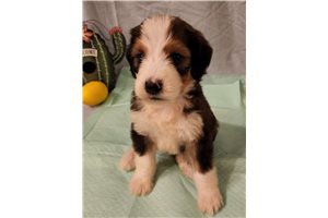 Joncarlo - Bernedoodle for sale