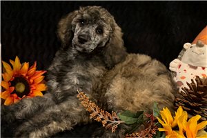 Macy - Poodle, Standard for sale
