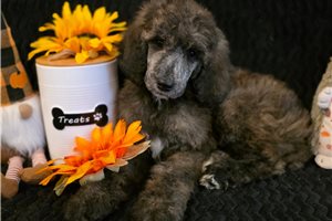 Trista - Poodle, Standard for sale