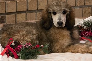 Tammy - Poodle, Standard for sale