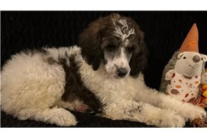 Tatum - puppy for sale